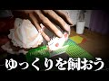 ゆっくりを飼おう~おうち用意編~【ゆっくり茶番劇】