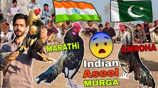 Amroha Aseel Murgha Or Marathi Aseel Murgha Top Quality Indian Roosters