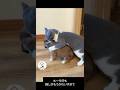 きょうも推し(イヌ)が可愛すぎてバグるネコ　#cat #animals #猫 #shorts