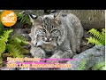 Join Lisa for 🎶Singing Sunday🎶 as she sings to Summer bobcat at Big Cat Rescue! 10 22 2023