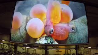 The Salmon River Fish Hatchery