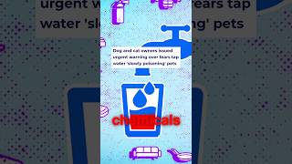 Don’t Give Dogs Tap Water!