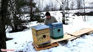 Пчёлы переезжают на новое место в деревне/Что случилось на пасеке?