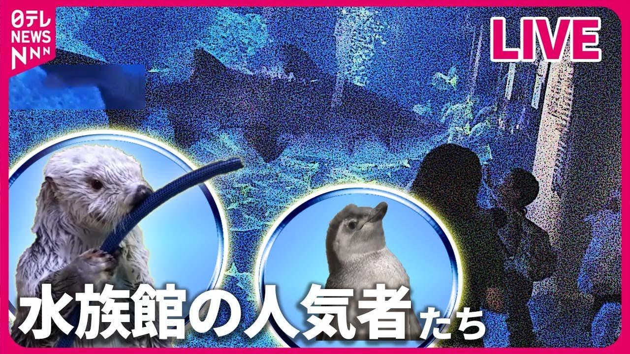水族館の人気者まとめ】食いしん坊「ラッコ」“大好物”と間違え“自分の