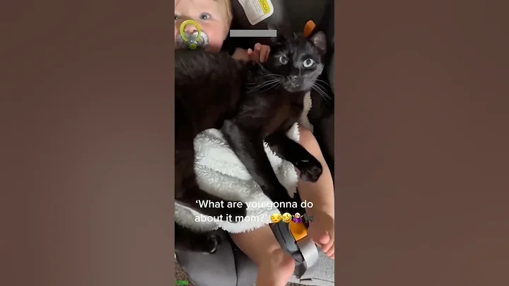 Video 9636411: kittens meowing cute, funny cat jump fail, funny cats dogs playing