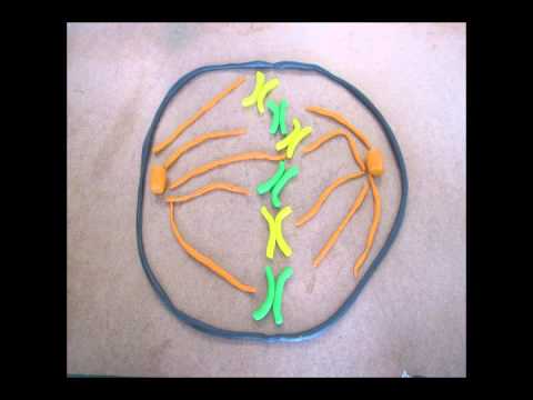 mitosis stop motion with sound clips - YouTube