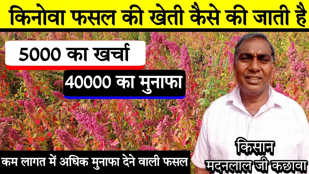 किनोवा फसल की खेती कैसे करें | Quinoa ki kheti | लाल किनोवा की खेती | Red quinoa