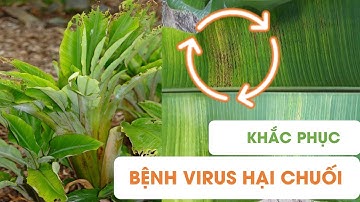 KHẮC PHỤC BỆNH VIRUS LÀM CHÙN ĐỌT CHUỐI, KHẢM LÁ CHUỐI
