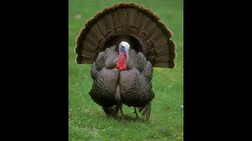 Thumbnail of Wild turkey sounds 2 happy Thanksgiving