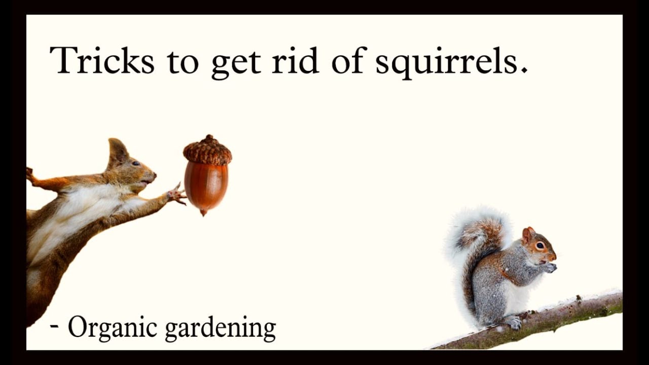 Tricks to get rid of squirrels.... YouTube