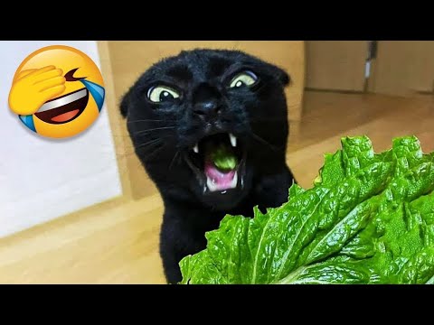 Try Not To Laugh 😂 Funny Cat Videos 2023 😍 Funniest Animal Videos | Part 2