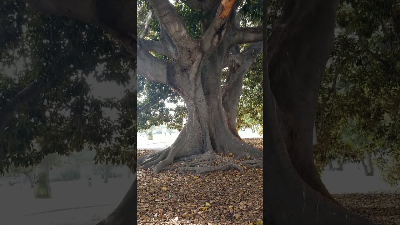 ANCIENT FIG TREE IS HUGE