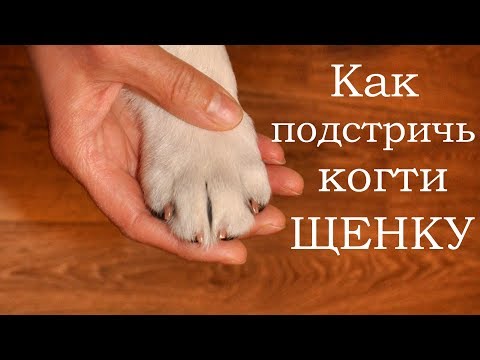 Как стричь когти щенку