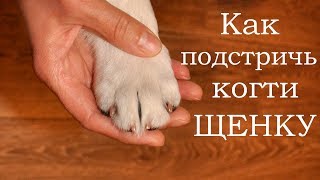 Как стричь когти щенку