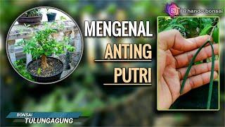 Perbedaan Jenis & Bunga Anting Putri | #IjoRoyoRoyo