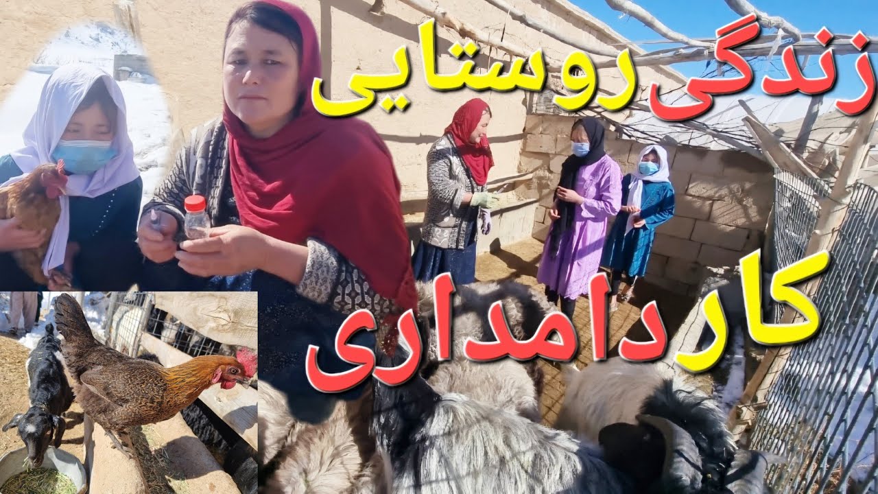 گوسفند ها در خطر بودند! 🥲 ما چگونه آنها را نجات دادیم؟/Dramatic Village Life Afghanistan 🐏💊🐐🐓