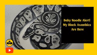 Baby Noodle Alert! My Black Axanthics Are Here