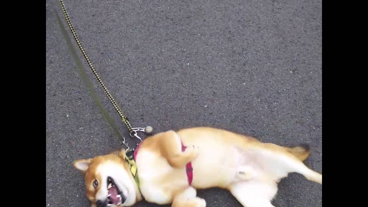道路で急にゴロゴロ転がるクセがある柴犬と それを静かに待ってくれるお友達柴犬との温度差がジワる 動画 柴犬ライフ Shiba Inu Life 道路で急にゴロゴロ転がるクセがある柴犬と それを静かに待ってくれるお友達柴犬との温度差がジワる 動画 柴犬ライフ Shiba Inu Life