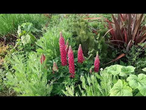 Video: Knautia Bitki Bilgisi - Knautia Çiçekleri Nasıl Yetiştirilir