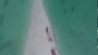 Crocodile || No Copyright Videos