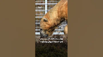 إخضاع أكبر أنثى دب عمرا بالمملكة المتحدة لـ القتل الرحيم 