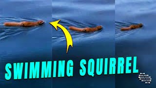 Guy Filmed a Squirrel Enjoying a Quick Swim in the Water