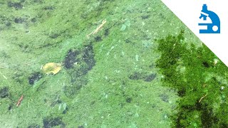 Algae Corner: &quot;What Is It?&quot; - Aphanizomenon or &quot;Chopped Grass&quot;