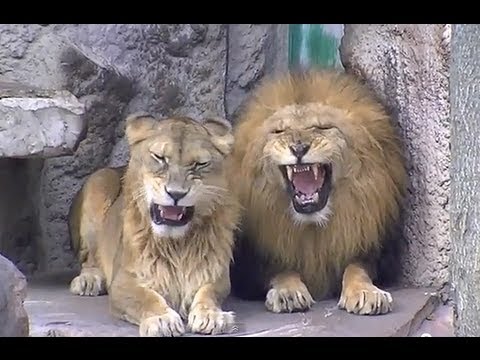仲良しライオン夫婦 The Punch Of Lions Youtube