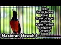 Masteran murai batu full isian tembakan cililin katem c jenggot kenari lovebird gereja cungkok sogon