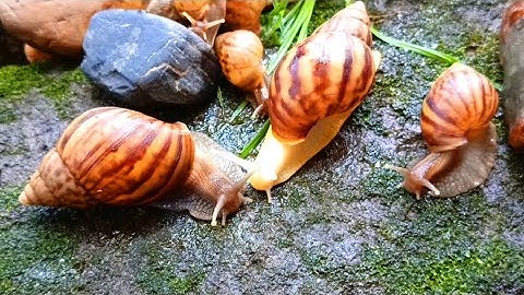 The Unique incredible Locomotion of the snails colonies​ #Snails #SnailColony #AnimalLocomotion