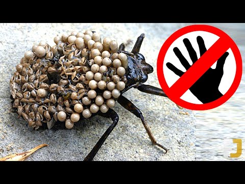 Video: Die Schlimmsten Insekten