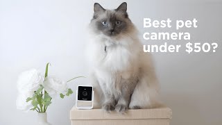 Petcube Cam Review: Best Budget Pet Camera screenshot 2