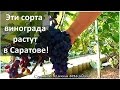 Какие сорта винограда растут в Саратове