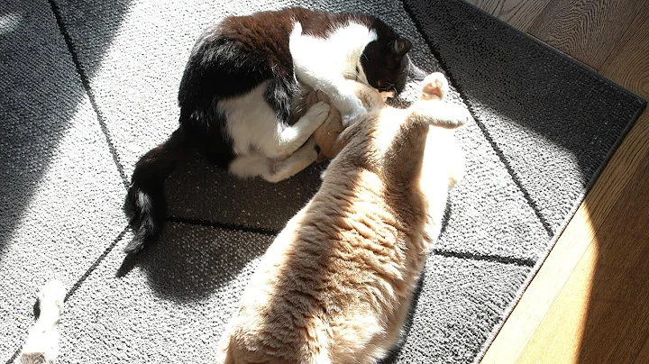 Video 10884771: grey british shorthair male, cats hate, cat love