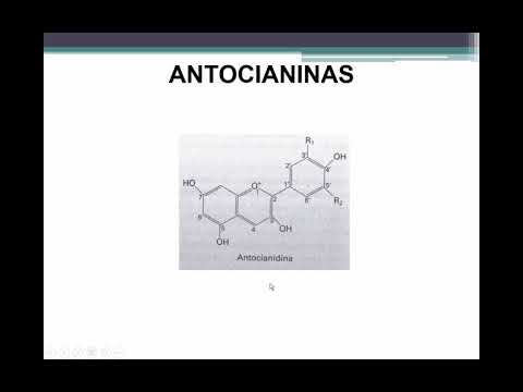 Video: Differenza Tra Antocianina E Antocianidina