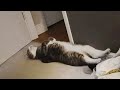 A unlucky day in the life of a cat 😂 Funny Cat Videos 😹