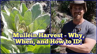 Mullein Leaves - Why Harvest Mullein, When to Harvest Mullein, and How to ID Mullein