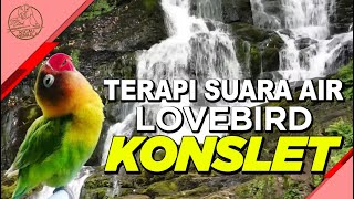 Terapi Suara Air Lovebird Konslet