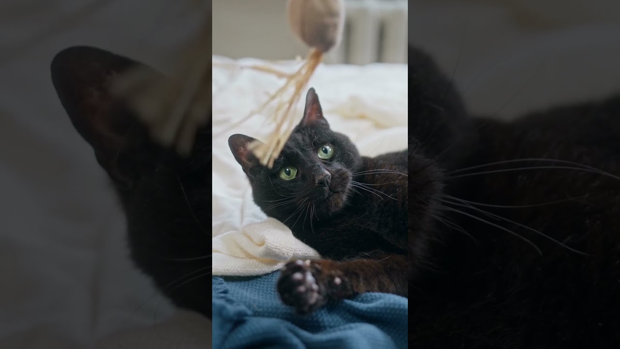 Cute cats fighting🥺 Cute Pet Videos – 26 #youtubeshorts #shortvideos  #shorts #short #cutecat