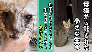 【追悼動画】道の真ん中で横たわっていた瀕死状態の子猫との２ヶ月半の思い出