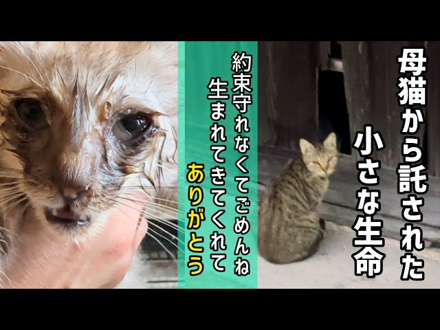 けい様 取り置き中 三毛猫ドラマー 流れ星流れるクローバー畑 Bathroom sddefault.jpg