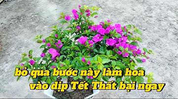 Chăm sóc cây hoa giấy trước khi xả tàn làm hoa Tết 