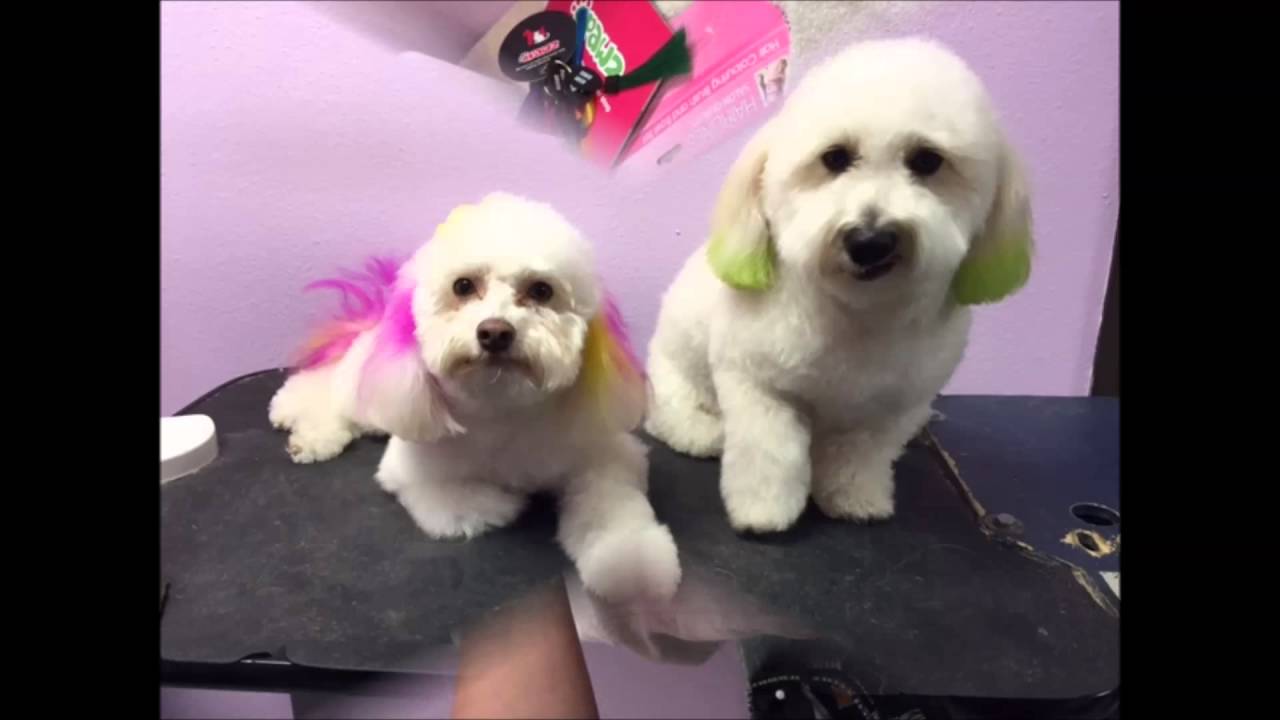 camera iphone 8 plus apk Pet Hair Coloring by Pet Hospital's grooming Orange, Ca.