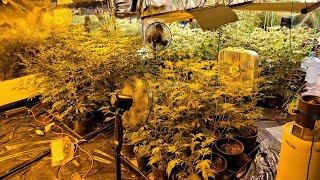 Two arrested in Omaha marijuana grow operation