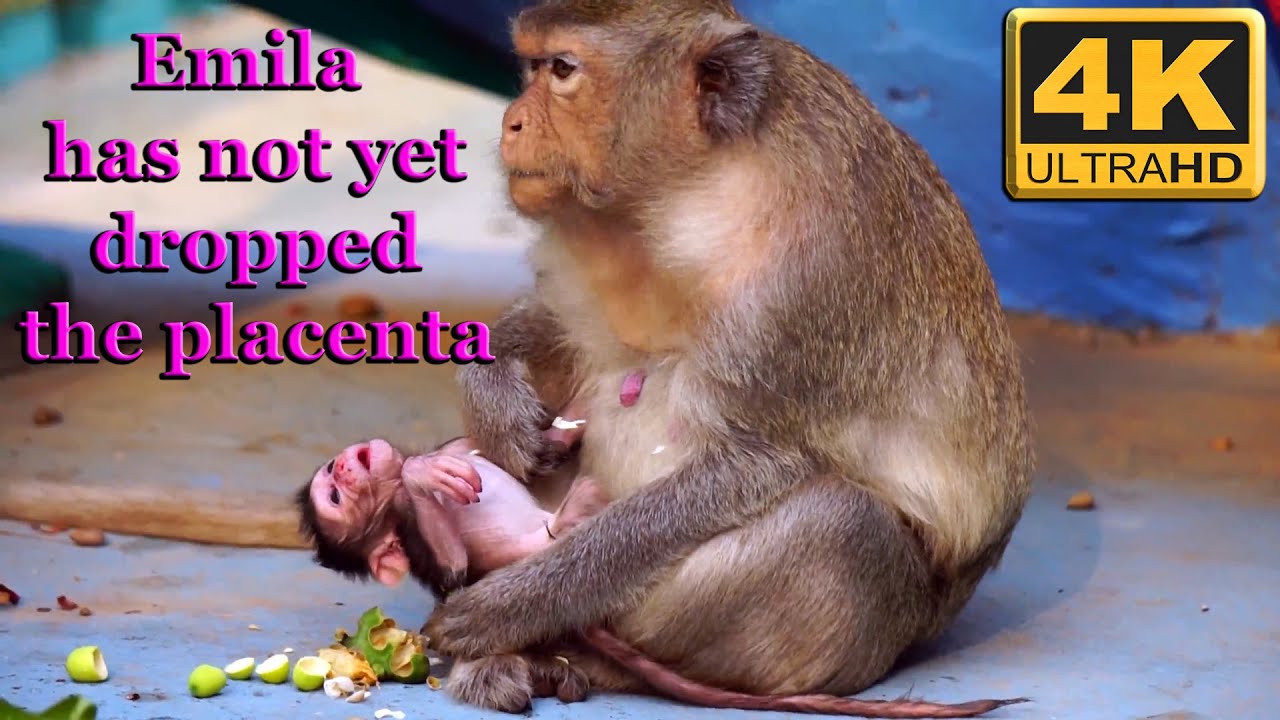 Emila and her baby maybe have the problem because Emila has not dropped the placenta.