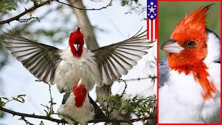 Red crested Cardinal 2025