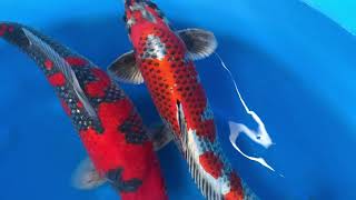 202010 SP-907 Aokiya Mix 42-50 cm ORDER