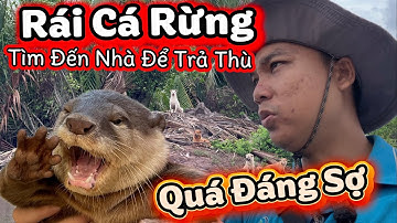 Sự Thật Không Ai Ngờ Được - Rái Cá Rừng Tìm Đến Tận Nhà Để Trả Thù Bầy Cún Và Tôi