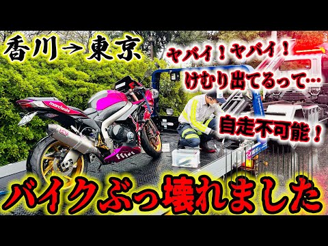 弱小YouTuber⭐︎Sちゃん【猫Photo Rider】 - YouTube
