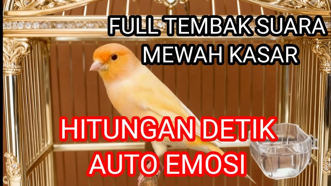 masteran burung kenari ampuh buat memancing lawan agar gacor